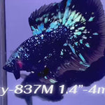 Live Male Betta Blackstar Avatar Halfmoon (Sky-837) High quality what you see what you get!!