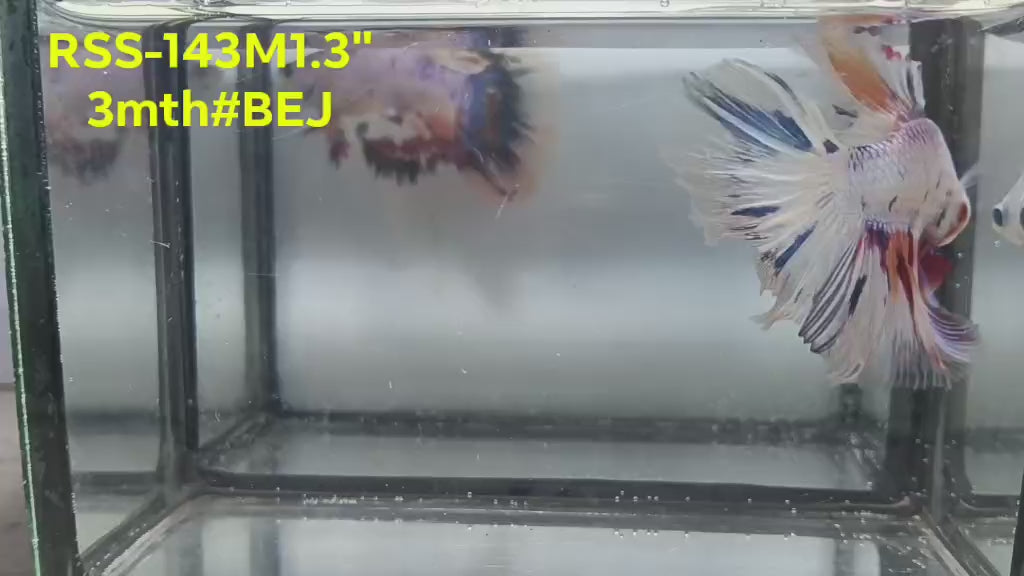 Live Male Betta Fancy Marble Halfmoon (RSS-143)S238 High quality what you see what you get!!