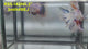 Live Male Betta Fancy Marble Halfmoon (RSS-143)S238 High quality what you see what you get!!