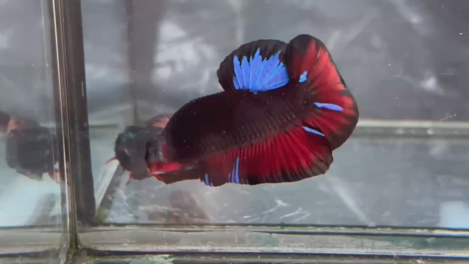 Live Male Betta Black Red Galaxy Koi Plakat (TNK-A815) High quality what you see what you get!!