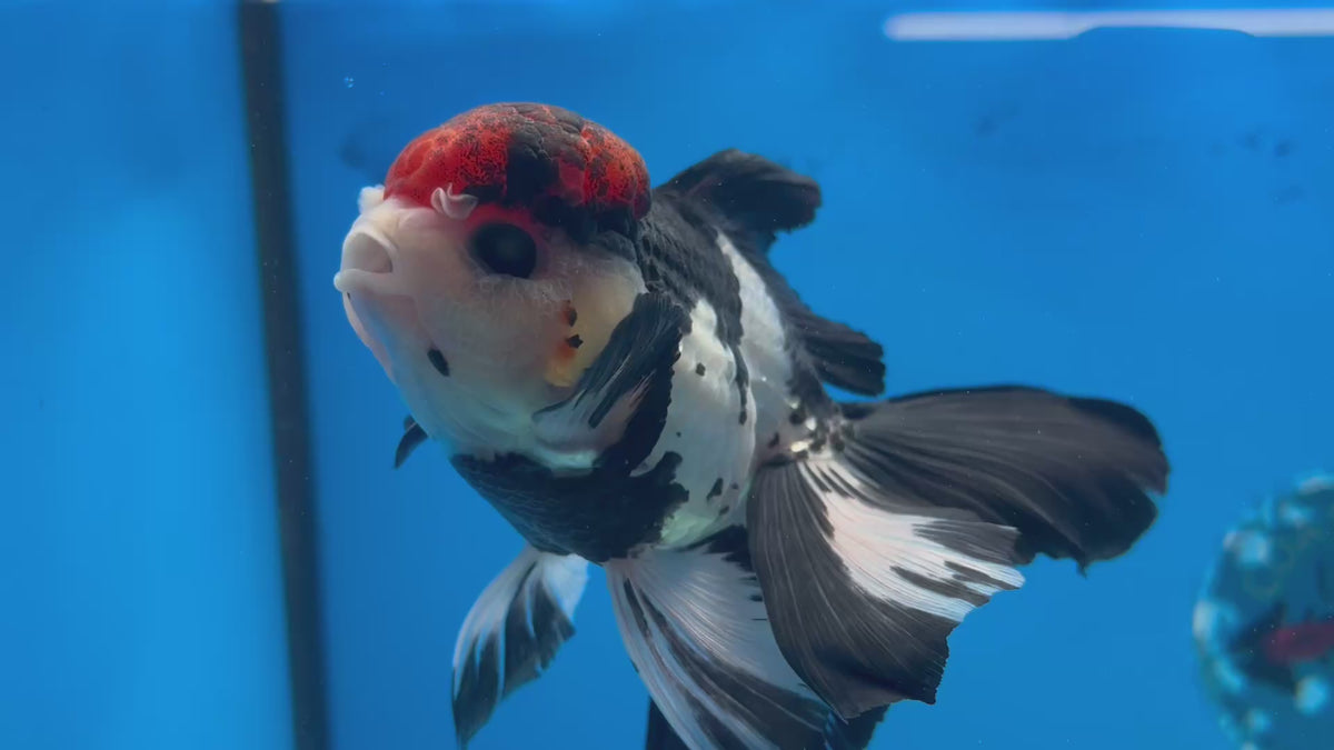 Thai Oranda Tri-Color 3.5” Male(CK-1626)R2A07