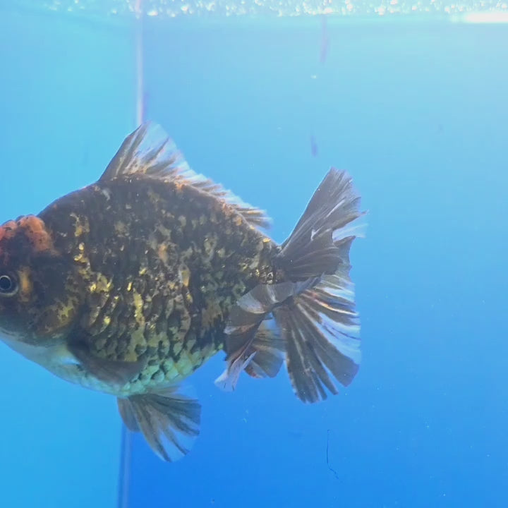 Thai Oranda Tiger Godzilla 4 inch Body Female (FEB-941)BLUETUBC