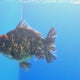 Thai Oranda Tiger Godzilla 4 inch Body Female (FEB-941)BLUETUBC