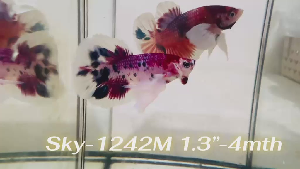 Live Male Betta Fancy Red Koi Dumbo big ear Plakat (Sky-1242) High quality What you see What you get!!