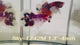 Live Male Betta Fancy Red Koi Dumbo big ear Plakat (Sky-1242) High quality What you see What you get!!
