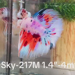 Live Male Betta Candy marble Sweet tone Halfmoon (Sky-217) High quality what you see what you get!!