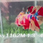 Live Male Betta Candy Nemo Plakat (Sky-1162) High quality what you see what you get!!