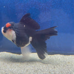 Thai Oranda Panda Female 3.5in (FEB-507)R2B18