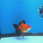 Thai Oranda Jumbo Breed Apache 3.5" Body Female (FEB-606)