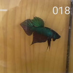 (LID-018) GREEN HYBRID BURIRAM SPADE TAIL MALE BETTA
