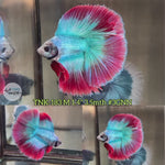 Live Male Betta Red Green Muscot Doubletail Halfmoon (TNK-183) High quality what you see what you get!!
