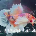 Live Male Betta Fancy Koi Dumbo big ear Plakat (Sky-1134)S004High quality What you see What you get!!