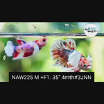 Live Betta (1Pair) Copper Nemo Dumbo Big ear Plakat (NAW-225) High quality grade What you see what you get!