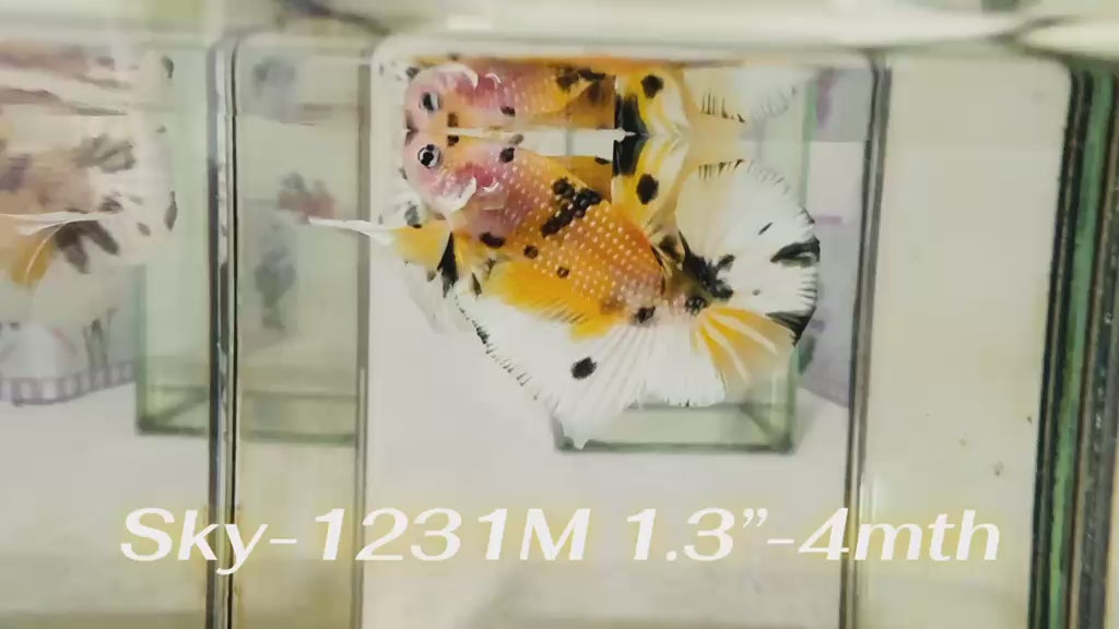 Live Male Betta Yellow Tiger Koi Metallic Plakat (Sky-1231) High quality What you see What you get!!