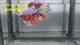 Live Male Betta Candy Nemo Halfmoon (RSS-152)High quality what you see what you get!!