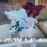 Live Male Betta Fancy marble Halfmoon (Sky-253)High quality what you see what you get!!