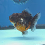 Thai Oranda Kirin Sakura Shogun Farm 3.2" Body male 6mths(FEB-579)R3B02