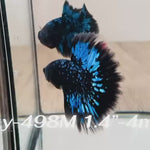 Live Male Betta Galaxy Blue Black Avatar Halfmoon (Sky-498)High quality what you see what you get!!
