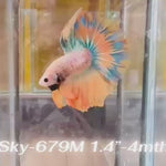 Live Male Betta Fancy Yellow  Over Halfmoon (Sky-679) High quality what you see what you get!!