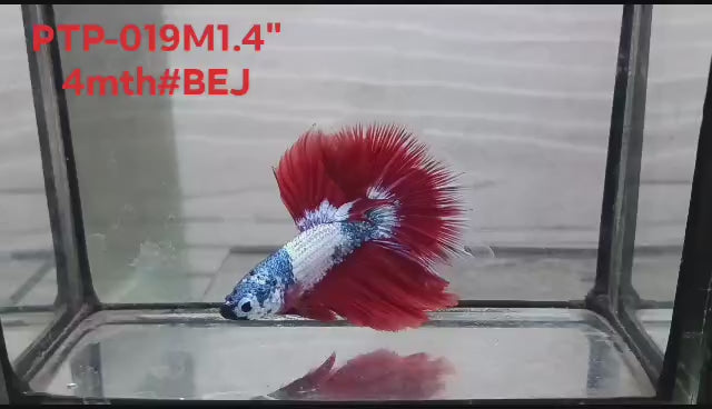 Live Male Betta Fancy Dragon Halfmooon (PTP-019)CLEARANCE High quality what you see what you get!!