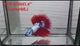 Live Male Betta Fancy Dragon Halfmooon (PTP-019)CLEARANCE High quality what you see what you get!!