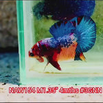 H Live Male Betta Fancy marble Plakat (NAW-154) what you see what you get!