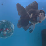 Thai Oranda Panda 3.5” Male(FEB-713)R1A07