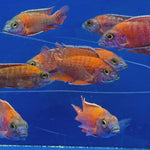 Live Freshwater African Cichlid Red Peacock (Aulonocara Rubescens)(CHD-103)U004