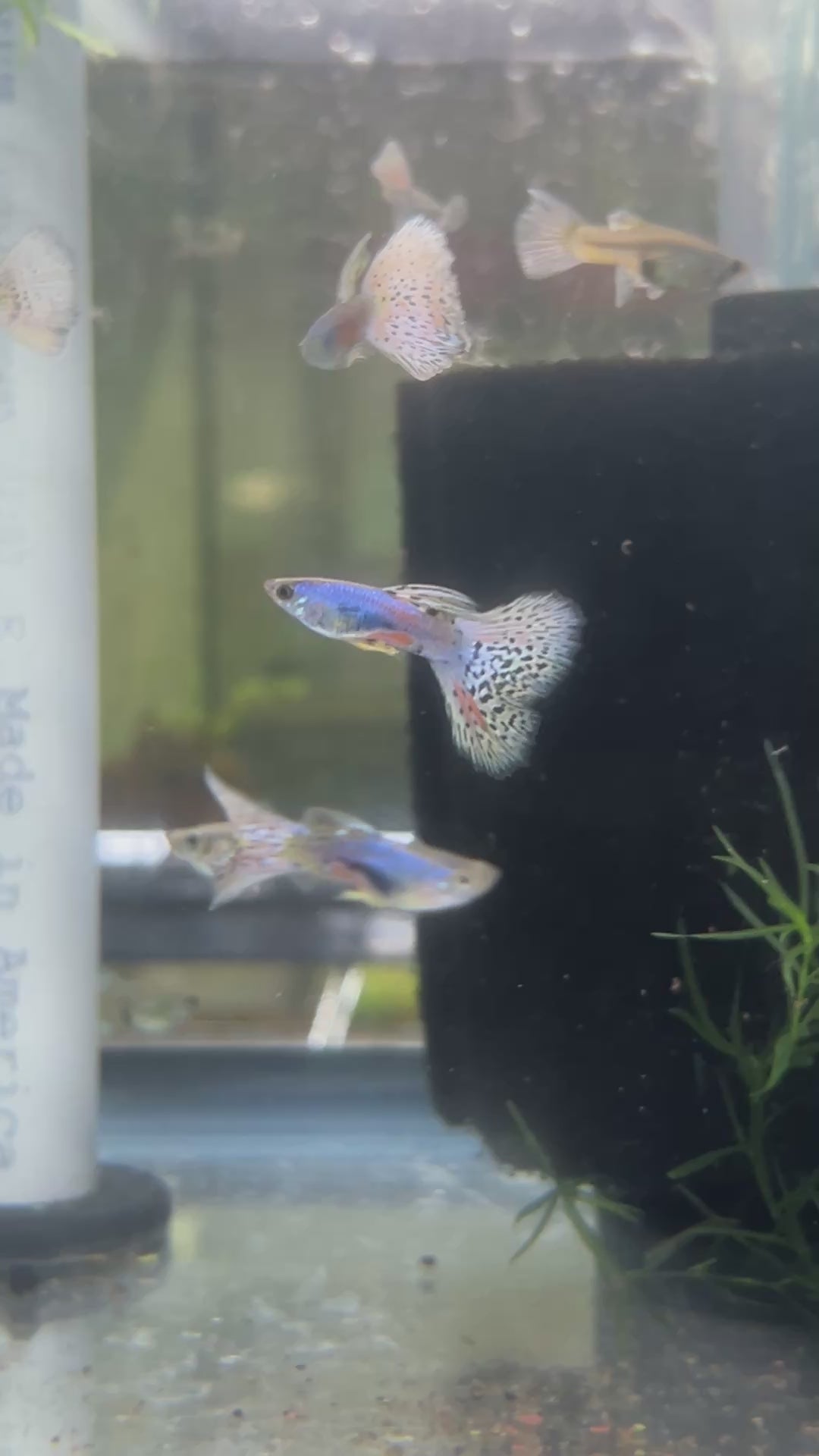 Siam Lazuri Blue/Red Grass guppy