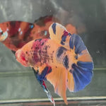 Live Male Betta Candy Marble Giants Plakat (TNK-A472) High quality What you see What you get!!