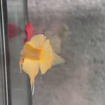 Live Male Betta Yellow Pineapple Splendens Hybrid Wild Plakat (BID-156) High quality What you see What you get!!