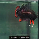 Live Male Betta Copper-Red Imbellis Wild Plakad (DET-270) High quality what you see what you get!!