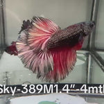 Live Male Betta Fancy Copper Red Halfmoon (Sky-389)High quality what you see what you get!!