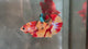 Live Male Betta Galaxy Nemo Plakat (TNK-A769) High quality What you see What you get!!