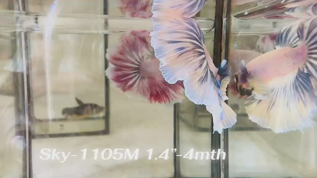 Live Male Betta Blue Grizzle Halfmoon (Sky-1105)S343 High quality what you see what you get!!