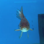 Thai Oranda Panda 2.5” Female (CK-1557)R3A12