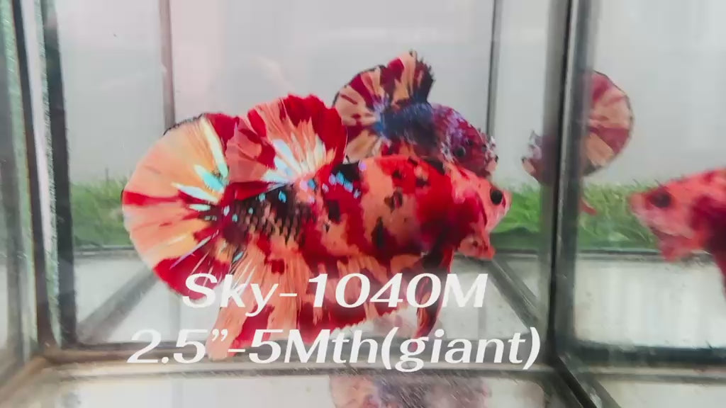 Live Male Betta Red Orange Nemo Fire Giants Plakat (Sky-1040)S204 High quality what you see what you get!!