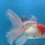 Thai Oranda Red & White 3.5” Male(FEB-710)R1A07