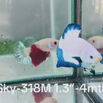 Live Male Betta Blue rim marble Plakat (Sky-318) High quality What you see What you get!!