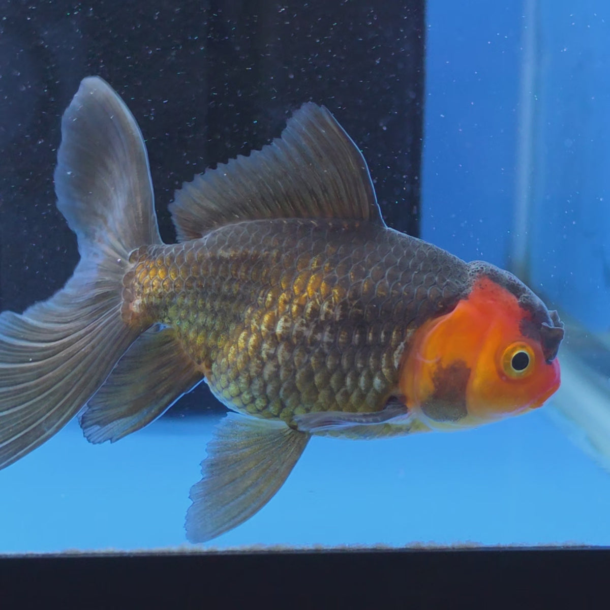 Thai Oranda Red Cap Black 2.50" Body Female (FEB-747)R2B01