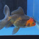 Thai Oranda Red Cap Black 2.50" Body Female (FEB-747)R2B01