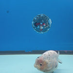 Thai White Granite Ranchu 4” Body Female(FEB-391) SHOWTANKB