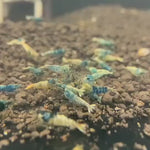 Live Freshwater Aquarium Shrimp Taiwan Bee Blue Bolt A/S Grade (Caridina)