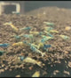 Live Freshwater Aquarium Shrimp Taiwan Bee Blue Bolt A/S Grade (Caridina)