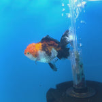 Thai Oranda Tiger 2.5” Female(FEB-676)R3B01