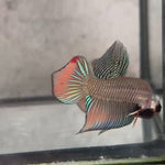 Live Male Betta Orange Splendens Wild Plakat (BID-141)S122 High quality what you see what you get!!