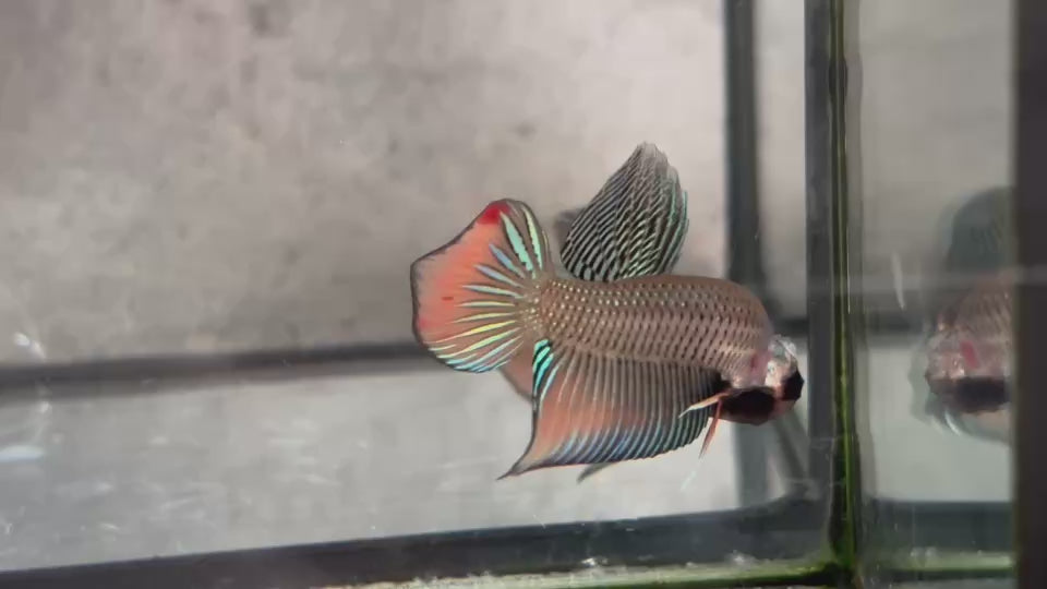 Live Male Betta Orange Splendens Wild Plakat (BID-141)S122 High quality what you see what you get!!