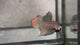 Live Male Betta Orange Splendens Wild Plakat (BID-141)S122 High quality what you see what you get!!