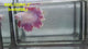 Live Male Betta Fancy Pink Light Halfmoon Rosetail (RSS-120) High quality what you see what you get!!