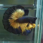 Live Male Betta Black Yellow Mustard gas Over Halfmoon (MKP-574) High quality what you see what you get!!